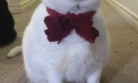 King-duncan Fat-cat Cat Glance White