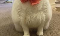 King-duncan Fat-cat Cat Pet Bow Cute