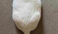 King-duncan Fat-cat Cat Tail White