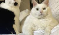 King-duncan Fat-cat Cats Pets Funny Cool