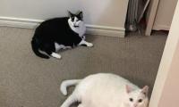King-duncan Fat-cats Cats Pets Animals