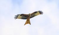 Kite Bird Flight Sky