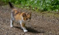 Kitten Animal Glance Cute