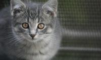 Kitten Cat Glance Animal Cute