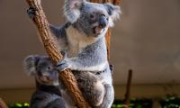 Koala Animal Glance Branches