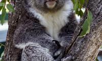 Koala Animal Tree Leaves