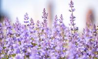 Lavender Flowers Plants Field Purple
