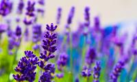 Lavender Flowers Plants Purple Macro