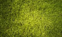 Lawn Grass Greenery Texture Green