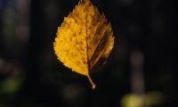 Leaf Cobweb Autumn Macro Blur
