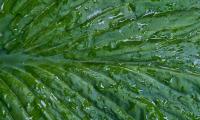 Leaf Folds Drops Water Macro Green