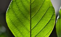 Leaf Green Macro Veins