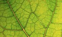 Leaf Lines Veins Macro Green