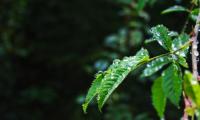 Leaves Branch Drops Wet Macro Green