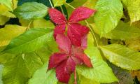 Leaves Drops Wet Macro Red Green