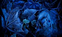 Leaves Frost Blue Macro Dark