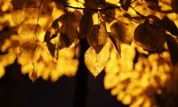 Leaves Light Yellow Macro Autumn