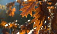 Leaves Macro Brown Autumn