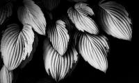 Leaves Plant Macro Black-and-white