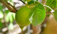 Lemon Citrus Fruit Leaves Branch Macro Green