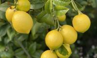 Lemons Citrus Branches Leaves Macro