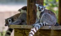 Lemur Animal Glance