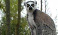 Lemur Fluffy Animal Glance