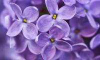 Lilac Flowers Purple Macro
