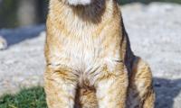Lion-cub Lion Animal Big-cat