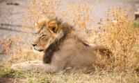 Lion Animal Glance Predator Big-cat