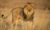 Lion Animal Predator Glance Mane Wildlife