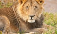 Lion Glance Animal Predator Big-cat