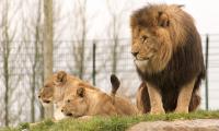 Lion Glance Predator Animal Big-cat