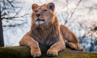 Lion Predator Animal Glance