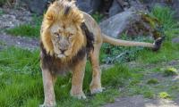 Lion Predator Animal Glance Big-cat