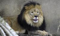 Lion Predator Animal Protruding-tongue