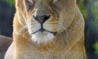 Lioness Animal Predator Glance Big-cat