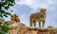Lioness Lion Animal Predator Big-cat