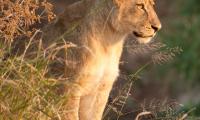 Lioness Predator Animal Big-cat