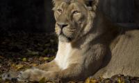 Lioness Predator Animal Glance Big-cat