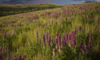 Lupins Flowers Field Nature Landscape