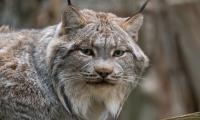 Lynx Animal Glance Predator