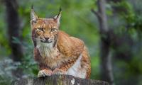 Lynx Animal Predator Wildlife Big-cat