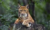 Lynx Glance Animal Predator Big-cat
