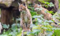 Lynx Kitten Animal Nature-reserve Cute