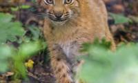 Lynx Kitten Glance Animal Cute