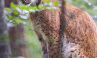 Lynx Predator Animal Glance Wildlife Big-cat