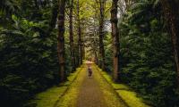 Man Alone Forest Path Walk