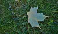 Maple-leaf Leaf Drops Macro Green