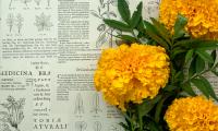 Marigolds Flowers Leaves Newspaper Macro